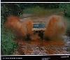 Kankkunen/whittock Toyota Celica Turbo Rally